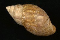 藏品(非洲大蝸牛)的圖片